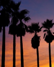 Venice Beach Skatepark, California 🌅